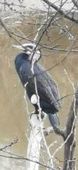 Phalacrocorax carbo
