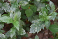 Artemisia stolonifera