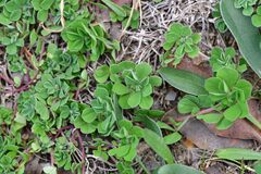 Lotus ornithopodioides