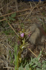 Anacamptis collina