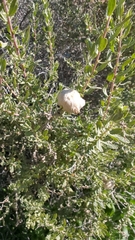 Asphondylia floccosa