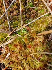 Sphagnum subnitens