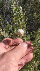 Asphondylia floccosa