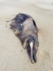Mesoplodon densirostris