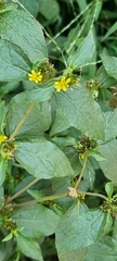 Synedrella nodiflora