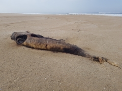 Mesoplodon densirostris