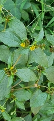 Synedrella nodiflora
