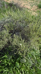 Asphondylia floccosa