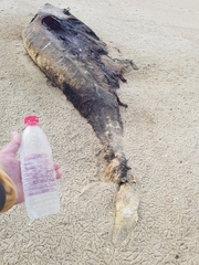 Mesoplodon densirostris