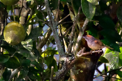 Synallaxis albescens