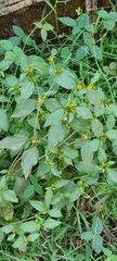 Synedrella nodiflora