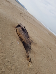 Mesoplodon densirostris