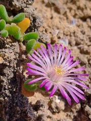 Drosanthemum candens