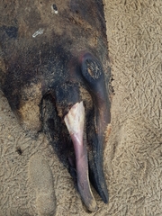 Mesoplodon densirostris