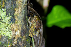 Pristimantis lutitus