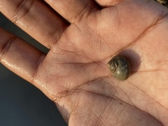 Euchelus asper