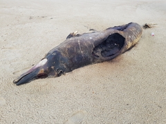 Mesoplodon densirostris