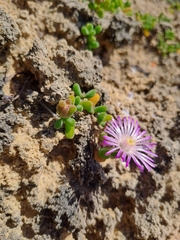 Drosanthemum candens