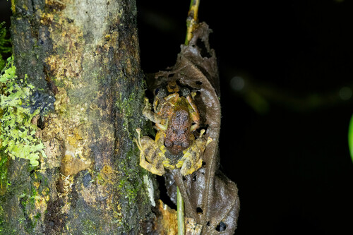 Rio Luisito Robber Frog, Pristimantis lutitus