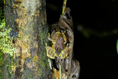 Pristimantis lutitus