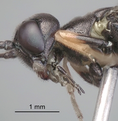 Calameuta punctata