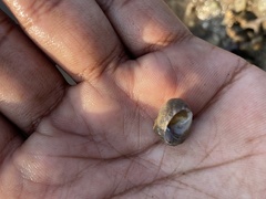 Euchelus asper