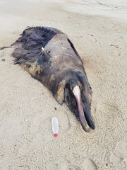 Mesoplodon densirostris