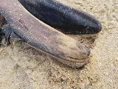 Mesoplodon densirostris