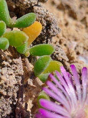 Drosanthemum candens