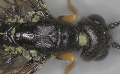 Calameuta punctata