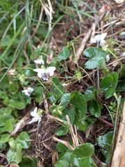 Viola arcuata