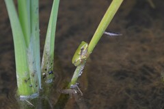 Hyla intermedia perrini