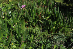 Dianthus cintranus cintranus
