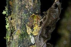 Pristimantis lutitus