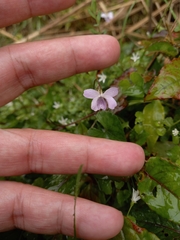 Viola arcuata