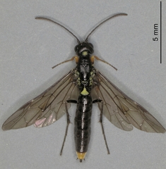 Calameuta punctata