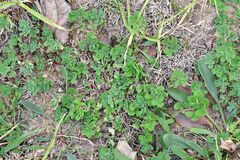 Lotus ornithopodioides