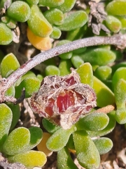 Drosanthemum candens