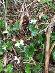 Viola arcuata