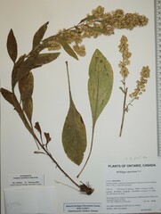 Solidago pallida