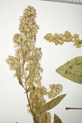 Solidago pallida
