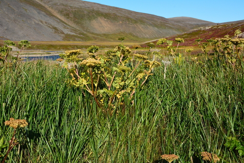 Image of Angelica gmelinii by no rights reserved