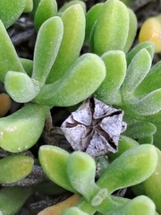 Drosanthemum candens