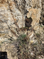 Artemisia umbelliformis
