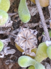 Drosanthemum candens