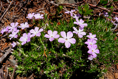 Phlox diffusa