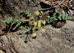 Lomatium martindalei