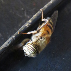 Eristalinus