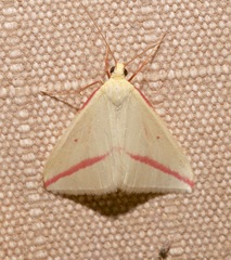 Rhodometra sacraria