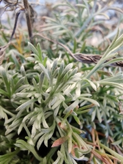 Artemisia umbelliformis